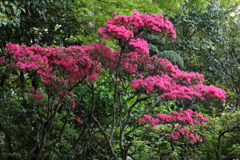 ピンク色にそびえる ピンク色にそびえる