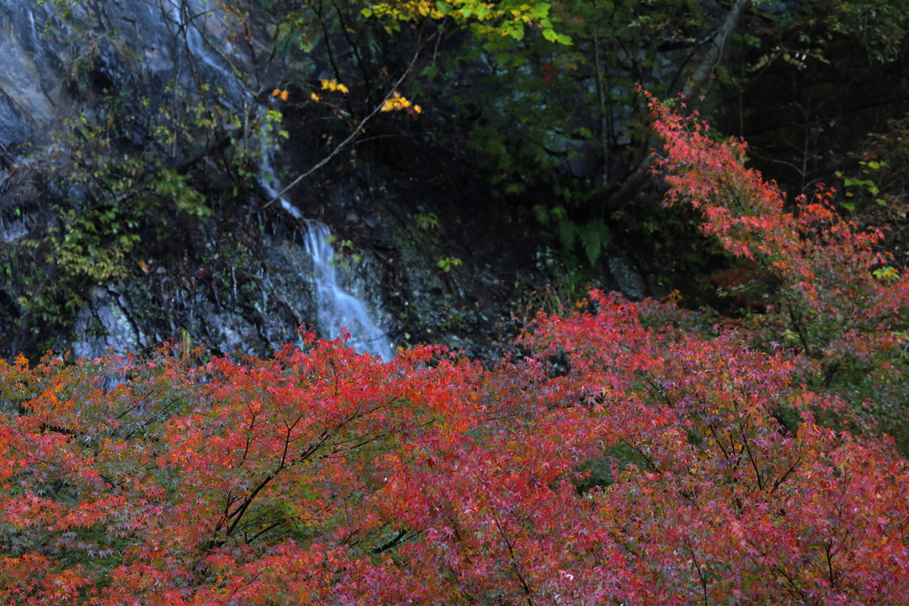 滝と紅葉