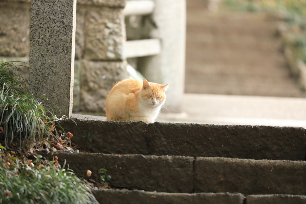 石段の上にて