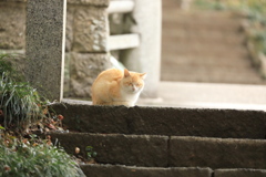 石段の上にて