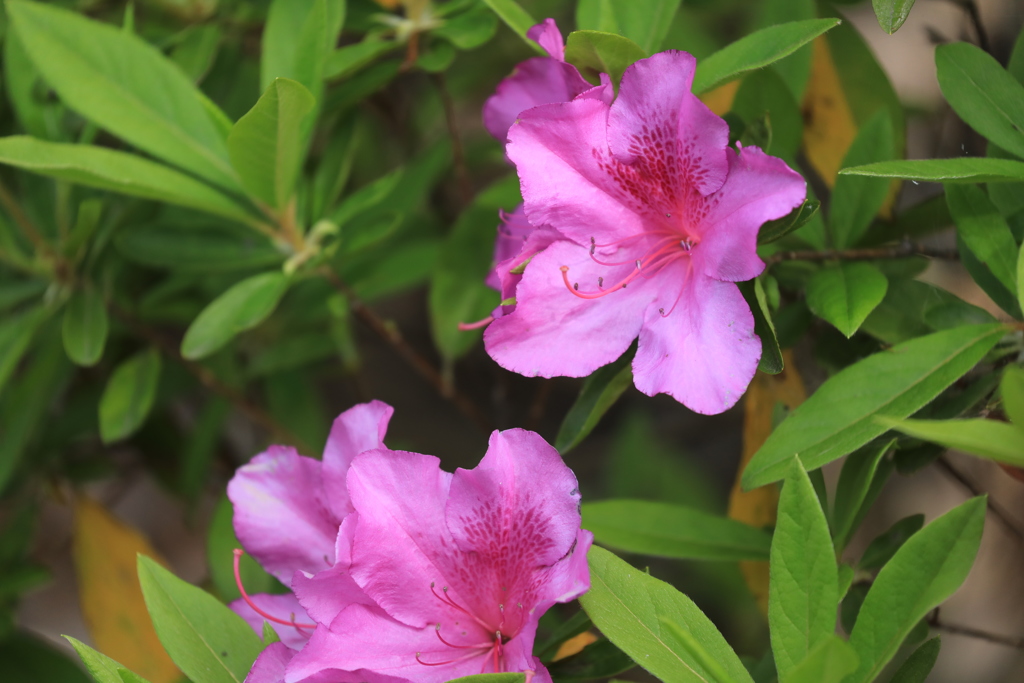 ほのぼのと開く