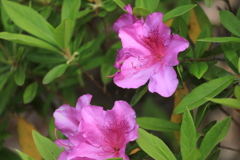 ほのぼのと開く