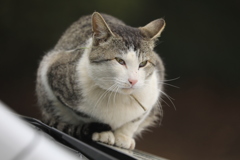 ボンネットの上にて