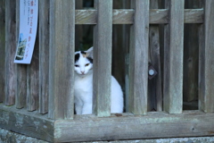 格子の向こうから