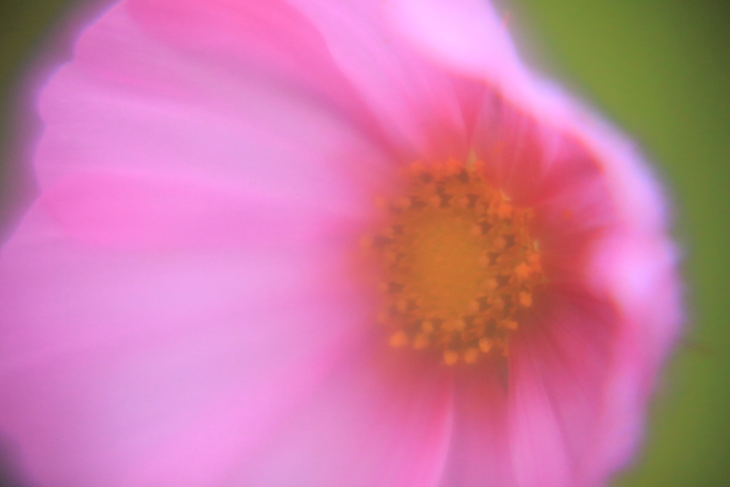 朝靄の花園