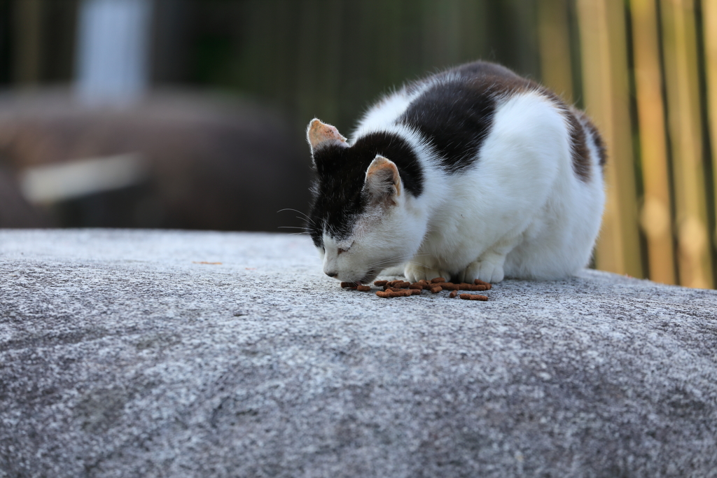 朝ごはん