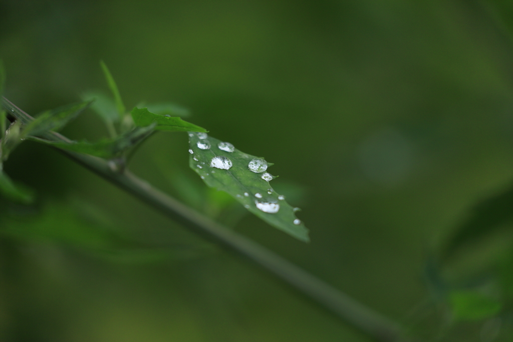 雨上がりの贈り物