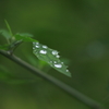 雨上がりの贈り物