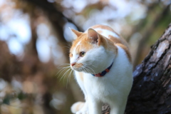 木の上にて