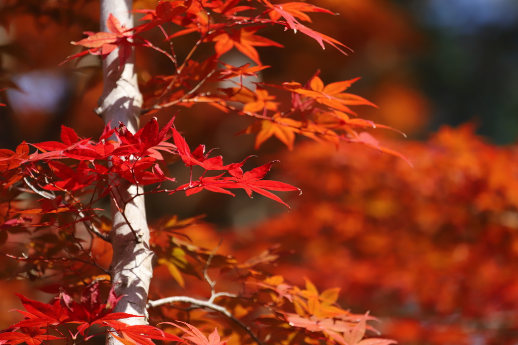 紅葉　その３