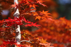 紅葉　その３