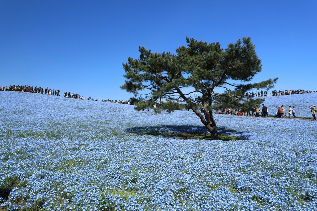 青地に松