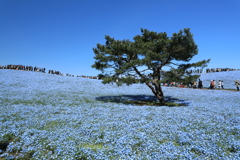 青地に松