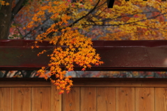 屋根に降り注ぐ秋