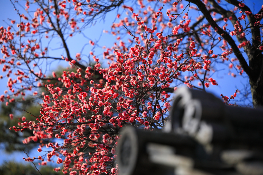 瓦の向こうの紅
