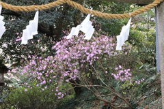 しめ縄と花 しめ縄と花