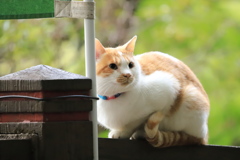 橋の欄干から