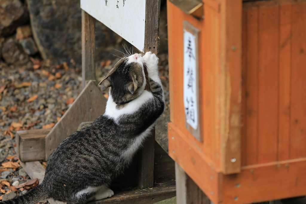 爪とぎ　その２