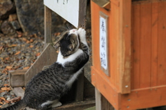 爪とぎ　その２