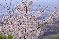 なごり桜