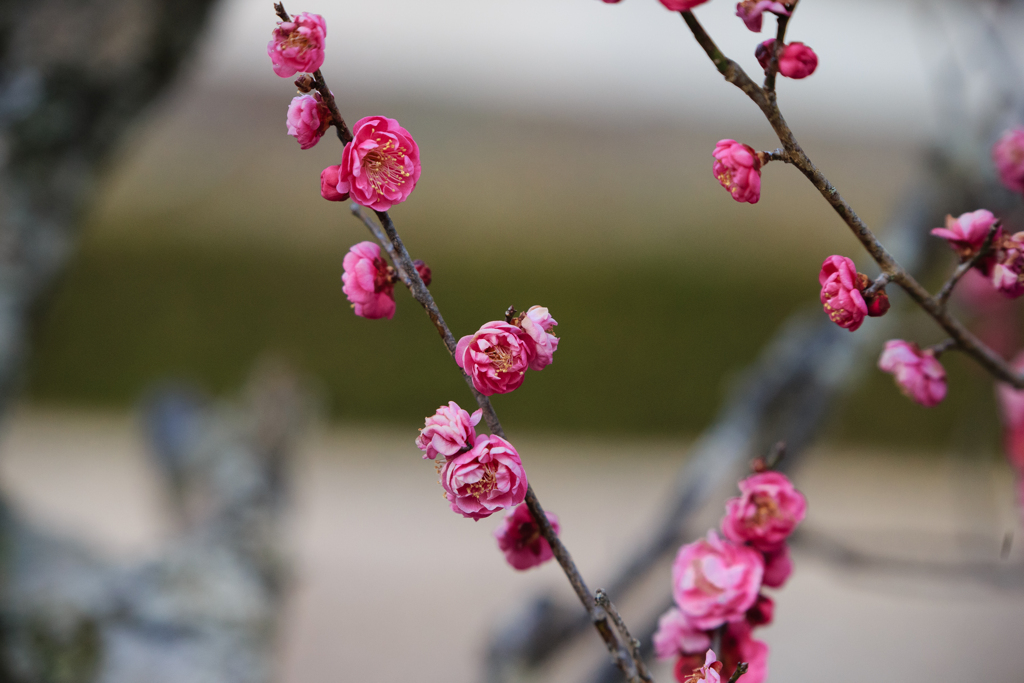 花の向こう側