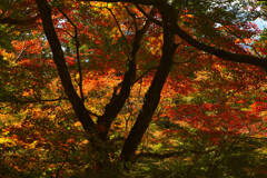 幹の向こうの彩