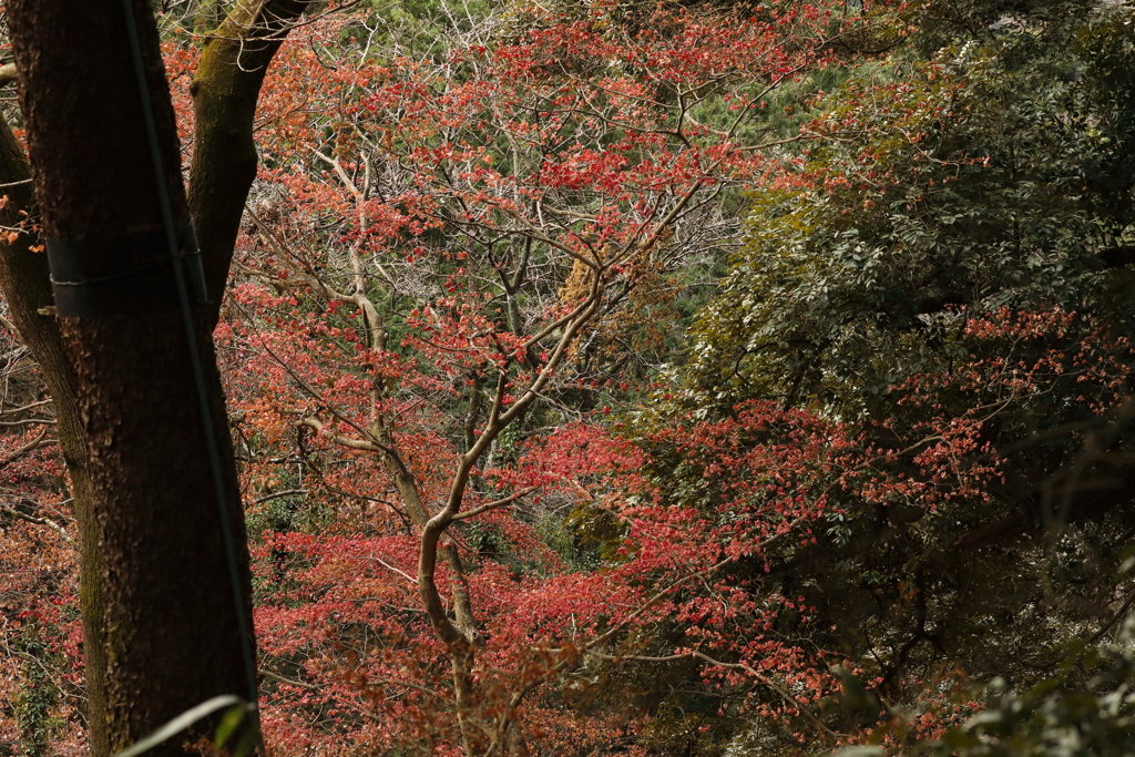 なごり紅葉 ２