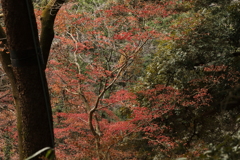 なごり紅葉 ２