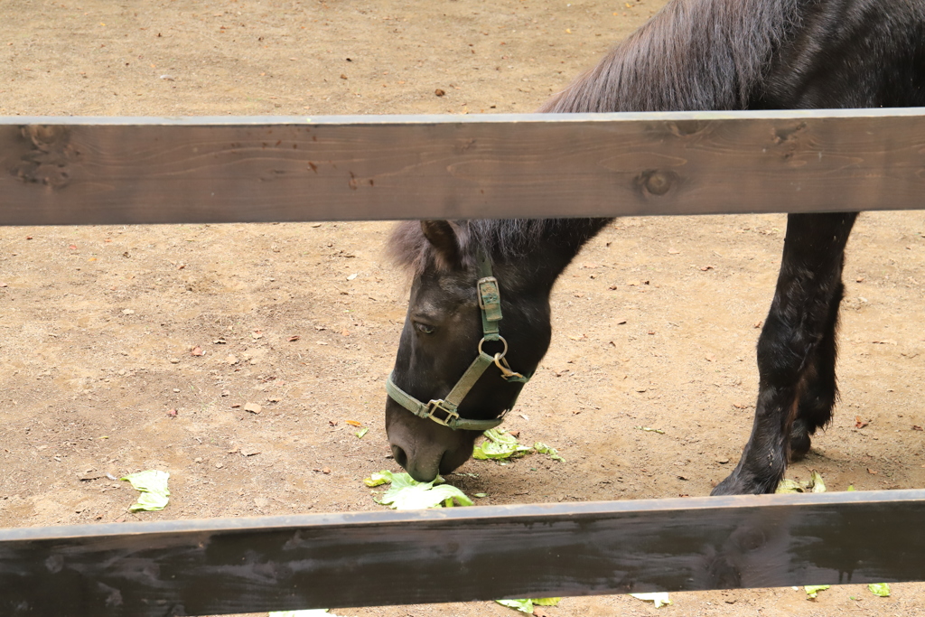 キャベツを食む馬