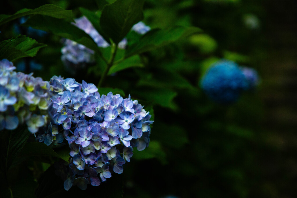 紫の輝き