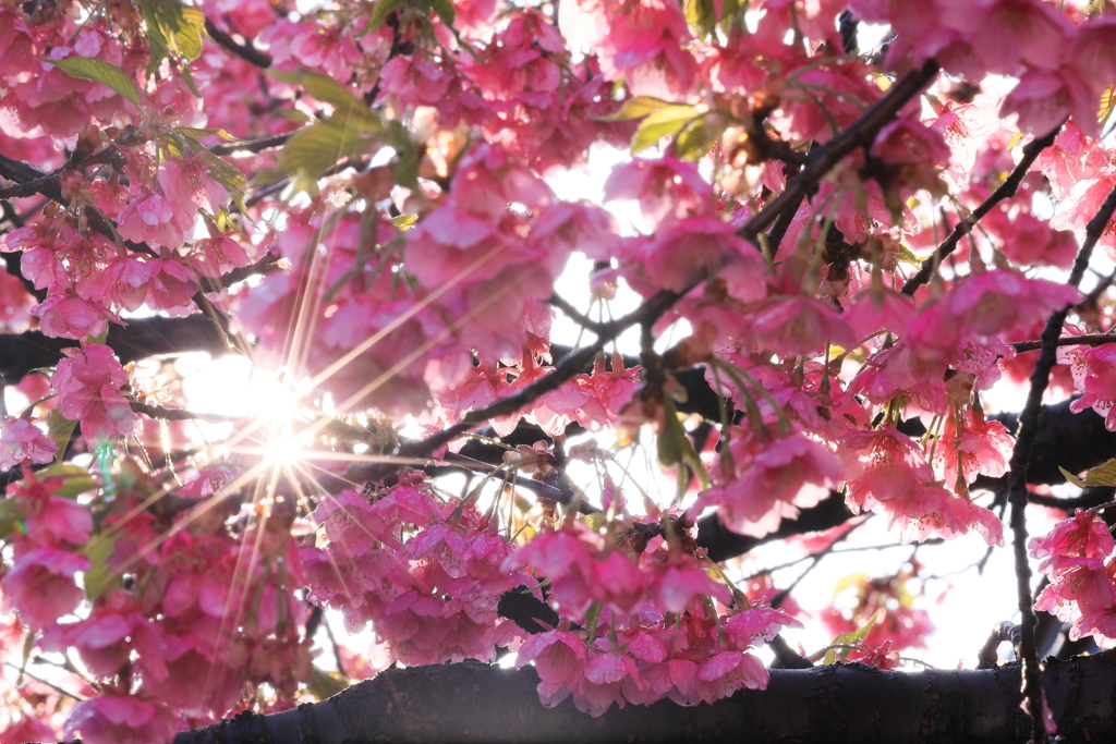 ダイヤモンドと河津桜