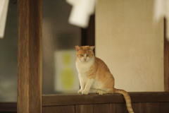 境内にて