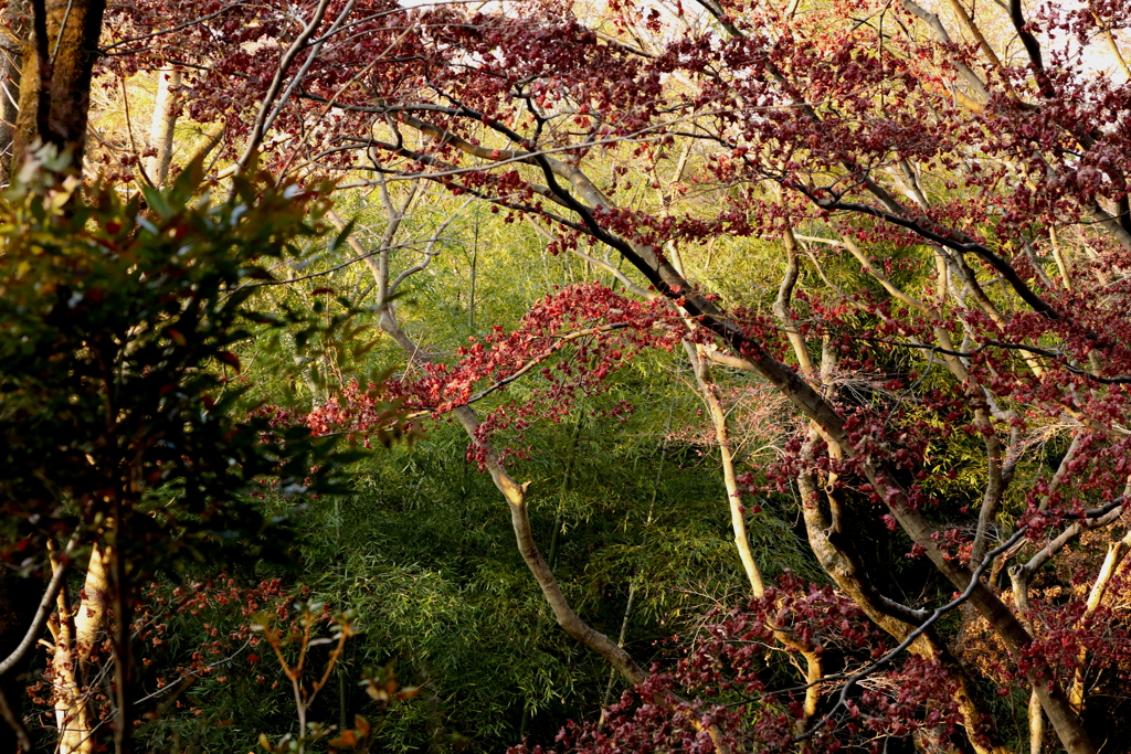 終わりを迎えた紅葉