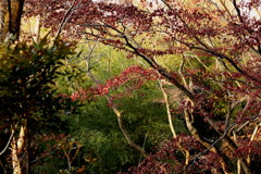 終わりを迎えた紅葉