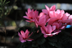 薄紅の羽ばたき 薄紅の羽ばたき