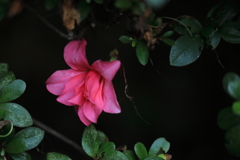 紅に映える 紅に映える