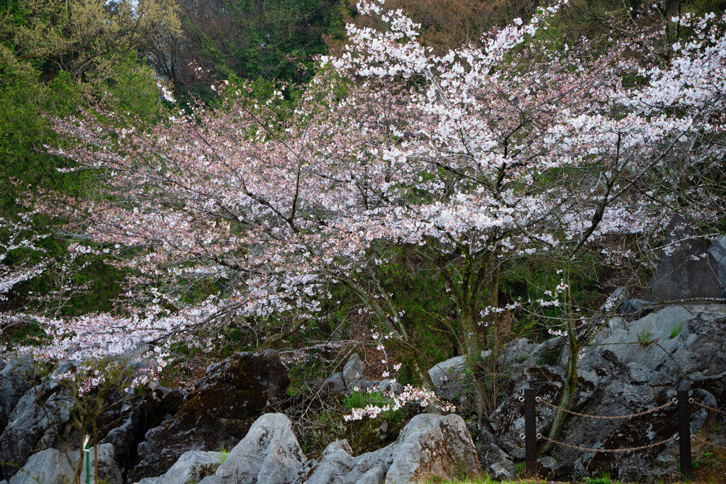 桜の銀河