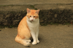 考えるネコ