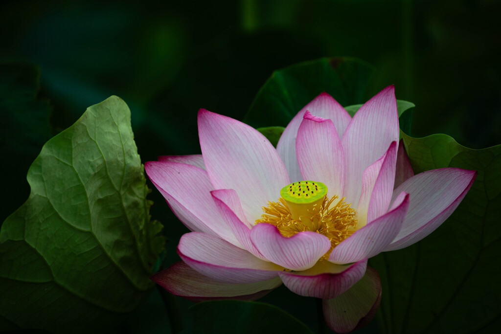 柔肌