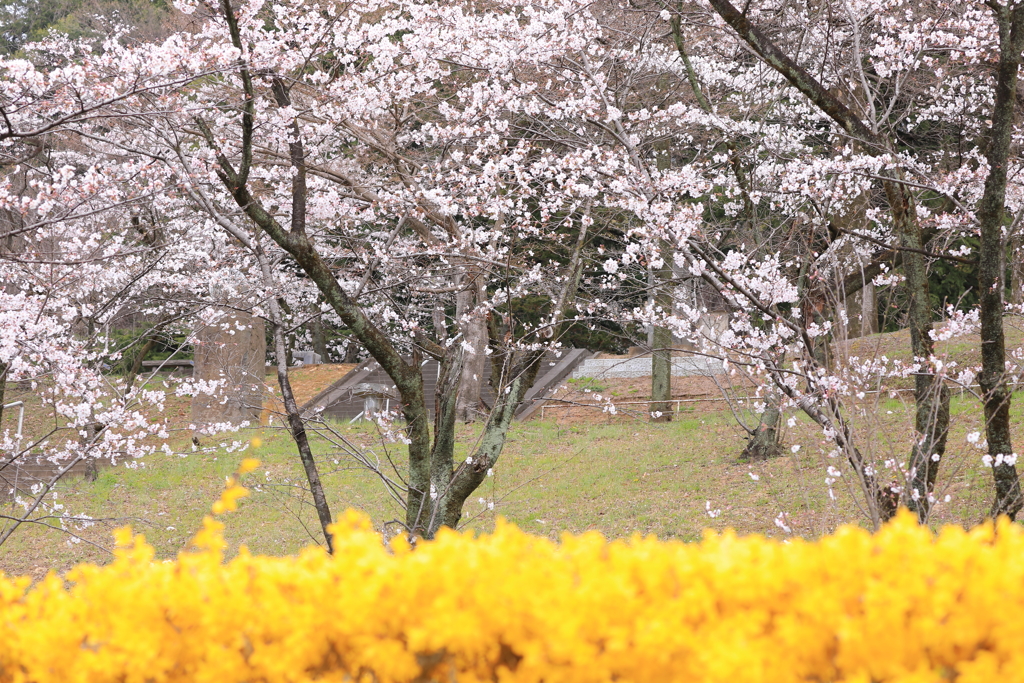 菜の花と桜