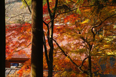 屋根の上の彩り