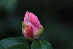 蕾 蕾
