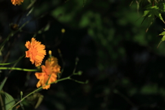 岩辺を見下ろす