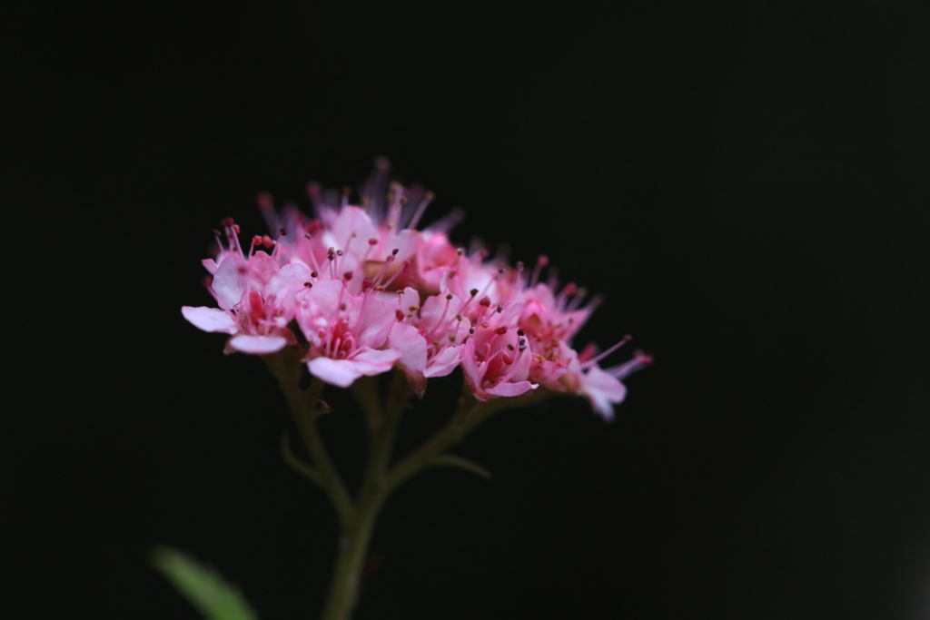 ピンクに煌めく