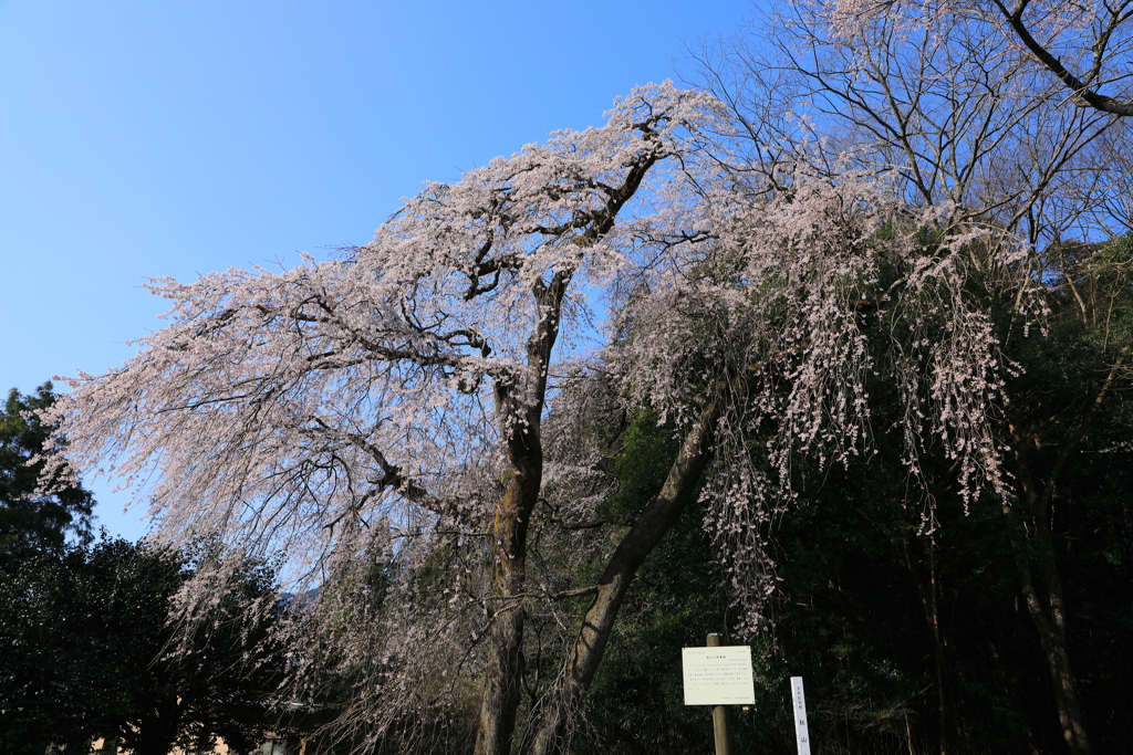 青空としだれ桜　その２
