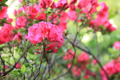 ピンクに映える