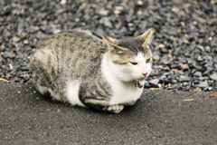 香箱を組んで