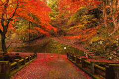 紅葉降る橋