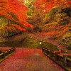 紅葉降る橋