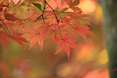 秋模様